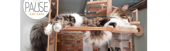 Help create a disability kitchen for our Volunteers at Pause Cat Cafe