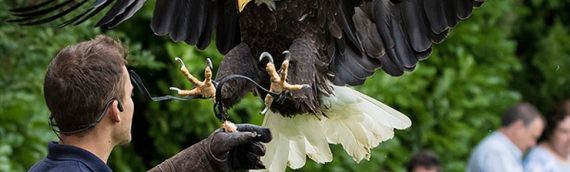 Amazing Falconry Experience Flying Days near The New Forest – Set Price Vouchers – Perfect Gifts or Family Day Out