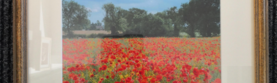 Signed Framed Poppies at Ravensthorpe