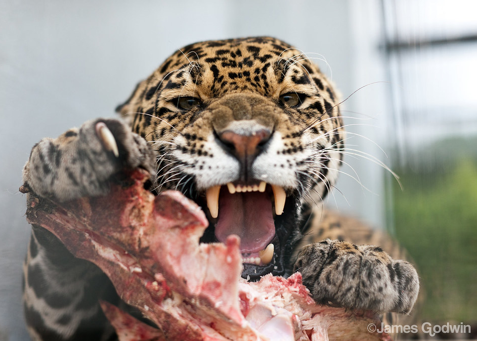 Help Us Save These Beautiful & Majestic Carnivores 