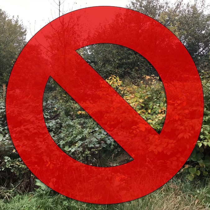 Alien Invaders - Japanese Knotweed Surveys