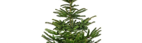 Fresh Dorset Christmas Trees Available on BBX!