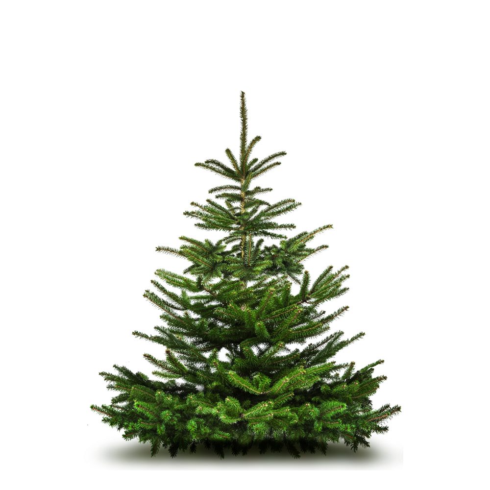 Fresh Dorset Christmas Trees Available on BBX!