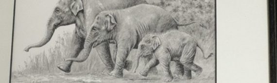 Signed & Certified Elephant Prints By Anthony Wyatt