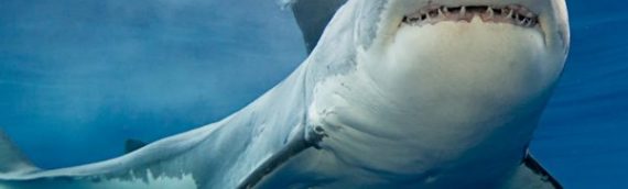 Support the Shark Trust | Help a cold fish and get a warm heart