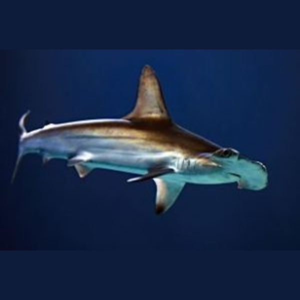 Corporate Sponsorship packages with in-built PR and Social Media