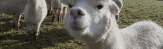 An Exciting Alpaca Experience, Whilst You’re on Holiday!