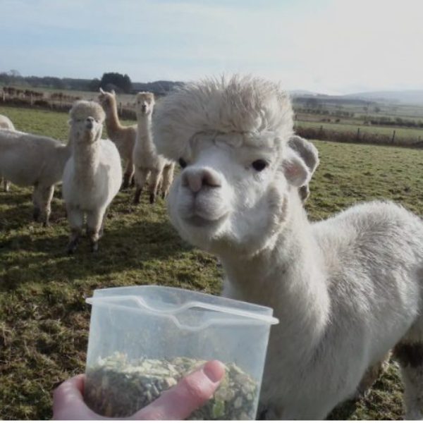 An Exciting Alpaca Experience, Whilst You're on Holiday!